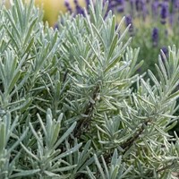 Lawenda wąskolistna Hidcote Blue sadzonka 1 szt.