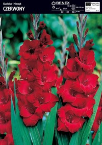 Mieczyk Czerwony - Gladiola - 5 szt.