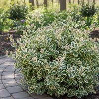 Trzmielina Fortune'a Emerald Gaiety sadzonka 1 szt.