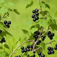 Porzeczka czarna Titania sadzonka 1 szt.