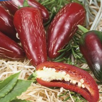 Papryka Chili Fundador F1