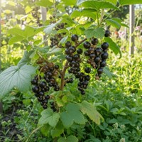 Porzeczka czarna Titania sadzonka 1 szt.