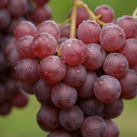 Winorośl Reliance sadzonka 1 szt.