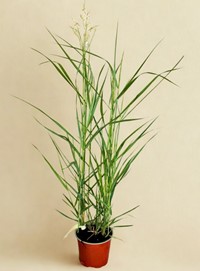 Proso rózgowate Squaw – sadzonka 1 szt.