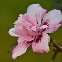 Hibiskus - Ketmia syryjska Verosa wys. 40 cm