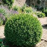 Bukszpan zwyczajny Buxus sempervirens sadzonka 1 szt.