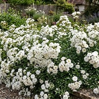 Róża okrywowa The Fairy White sadzonka 1 szt.