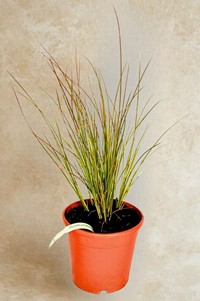 Turzyca Buchanana Red Rooster – sadzonka 1 szt.