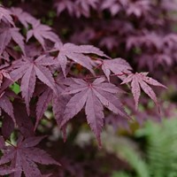 Klon palmowy Atropurpureum sadzonka 1 szt.