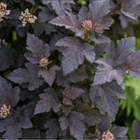 Pęcherznica kalinolistna Diabolo sadzonka 1 szt.