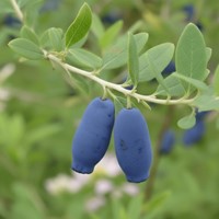 Jagoda kamczacka Indigo Gem sadzonka 1 szt.