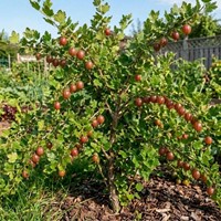 Agrest czerwony Hinnonmaki Rot sadzonka 1 szt.