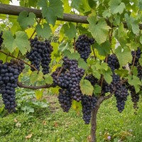 Winorośl Alden sadzonka 1 szt.