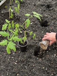Wierzbowy obornik - nawóz naturalny bezzapachowy - 5 kg