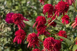 Jeżówka purpurowa Eccentric - sadzonka 1 szt.