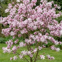 Magnolia Leonard Messel sadzonka 1 szt.