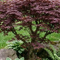 Klon palmowy Atropurpureum sadzonka 1 szt.