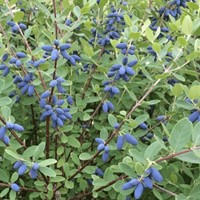 Jagoda kamczacka Wojtek sadzonka 1 szt.