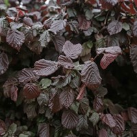 Leszczyna pospolita Red Majestic sadzonka 1szt.