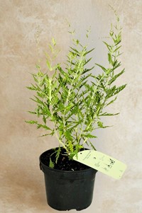 Perowskia Blue Spire - sadzonka 1 szt.