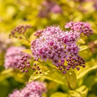 Tawuła japońska Goldmound sadzonka 1 szt.