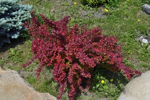 Berberys Thunberga Red Dream