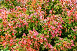 Berberys Thunberga Florence