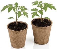 Doniczki z włókna kokosowego okrągłe 6x6 cm 24 szt.