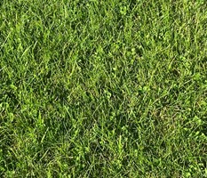 Mikro koniczyna nasiona 1 kg Vegano