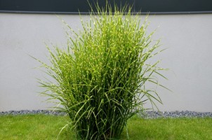 Miskant chiński Strictus - sadzonka 1 szt.