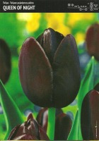 Tulipan czarny Queen of Night - 15 szt.