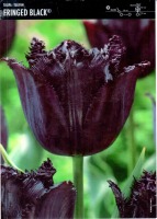 Tulipan czarny Fringed Black - 10 szt.