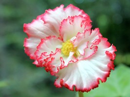 Begonia dwukolorowa White 3 szt.