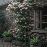 Wiciokrzew pomorski Serotina sadzonka 1 szt.