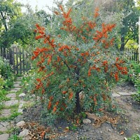 Rokitnik Zwyczajny Friesdorfer Orange - sadzonka 1 szt.