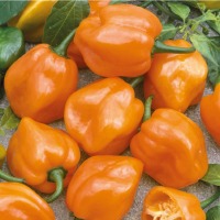 PAPRYKA HABANERO POMARAŃCZOWA