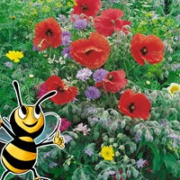 Łąka kwietna dla pszczół, nasiona z rolki POŻYTECZNE OWADY