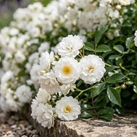 Róża okrywowa The Fairy White sadzonka 1 szt.