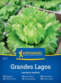 Sałata lodowa krucha Grandes Lagos - nasiona