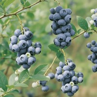 Borówka amerykańska Duke sadzonka 1 szt.