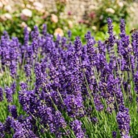 Lawenda wąskolistna Grosso sadzonka 1 szt.