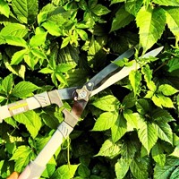 Nożyce do żywopłotu ręczne 21 cm Green Star