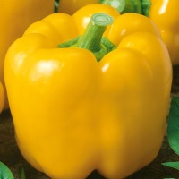 PAPRYKA YELLOW CALIFORNIA WONDER