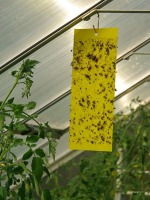 Żółte tablice lepowe na szkodniki roślin w uprawach pod osłonami