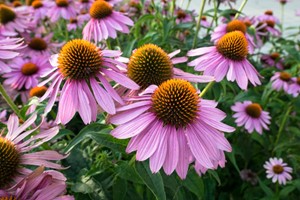Jeżówka purpurowa - Echinacea Purpurea - sadzonka 1 szt.