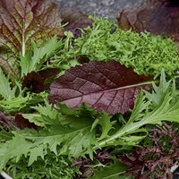 Sałata musztardowa - mieszanka nasion 2 odmiany