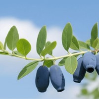 Jagoda kamczacka Indigo Gem sadzonka 1 szt.