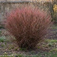 Wierzba purpurowa Nana sadzonka 1 szt.