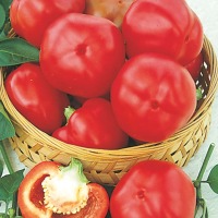 PAPRYKA POMIDOROWA TOPGIRL