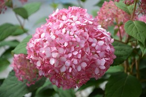 Hortensja bukietowa Pink Diamond wys. 30-50 cm